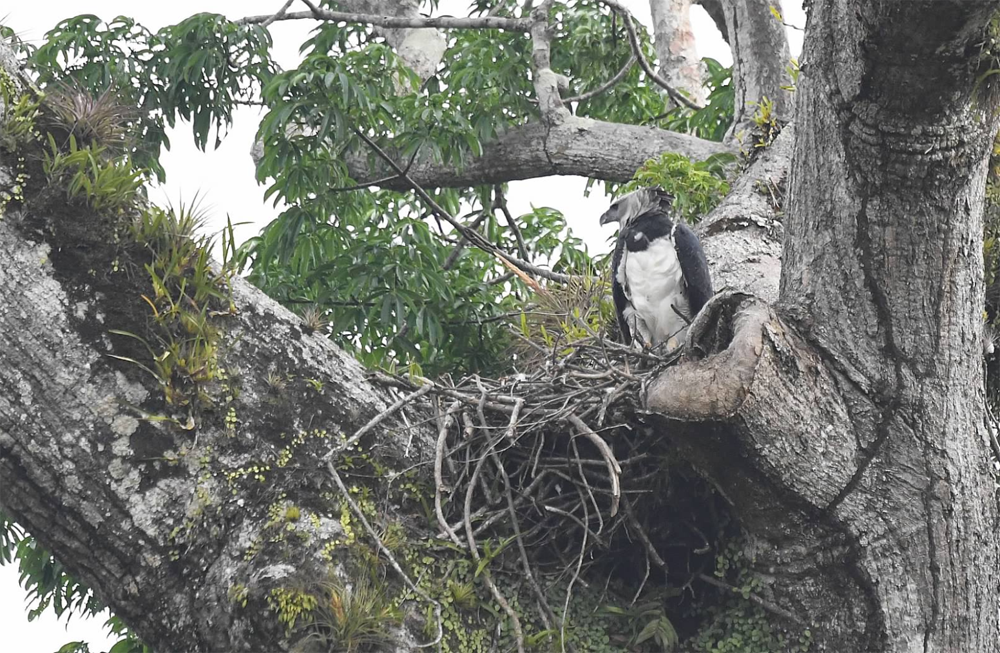 jaguars, pantanal, tours, brazil, photography, wildlife